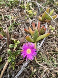 Image of pigface