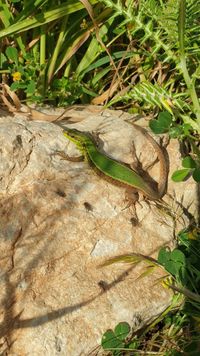 Sicilian wall lizard - Wikipedia