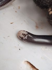 Cobra-cega (Typhlops reticulatus).