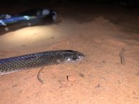 Cobra-preta (Pseudoboa nigra) · BioDiversity4All