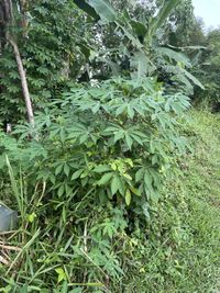 Image of cassava