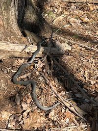 Blue Racer (Reptiles of Ohio) · iNaturalist