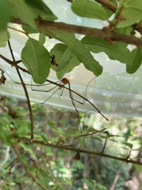 Maryland Biodiversity Project - Leiobunum vittatum