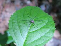 Maryland Biodiversity Project - Leiobunum vittatum