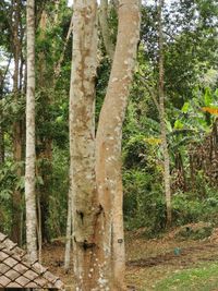 File:abelha-cachorro - Trigona spinipes - em flor de açoita-cavalo-graúdo  Luehea grandiflora Mart. & Zucc. (Malvaceae) 03.jpg - Wikimedia Commons