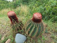 Melocactus intortus (Mill.) Urb., 1919 - Tête à l'Anglais-Présentation