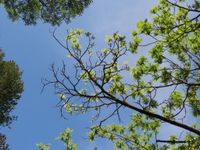 Image of hinds's black walnut