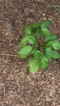 Image of jalapeno pepper