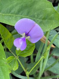 Image of yardlong bean