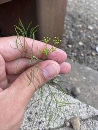 Image of dill