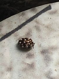 furniture carpet beetle - Anthrenus flavipes (LeConte)