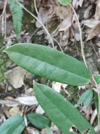 Taxonomic Reconciliation of Smilacaceae in the Indian Subcontinent