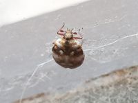 furniture carpet beetle - Anthrenus flavipes (LeConte)