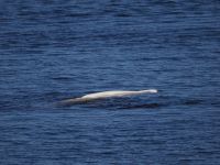 Beluga Whale Delphinapterus leucas (Pallas, 1776)