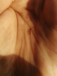 File:Artemia salina.jpg - Wikimedia Commons