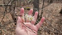 Image of downy serviceberry