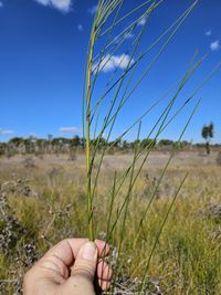 File:Viminaria juncea green stems (8348169293).jpg - Wikimedia Commons