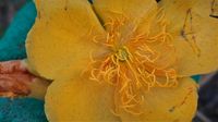 Cochlospermum regium (Schrank) Pilg., Plants of the World Online