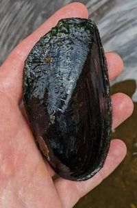 gbif image for Elliptio dariensis