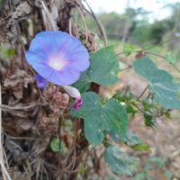 A foundation monograph of Ipomoea (Convolvulaceae) in the New World