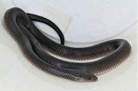 Cobra-preta (Pseudoboa nigra) · BioDiversity4All