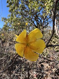 Cochlospermum regium (Schrank) Pilg., Plants of the World Online