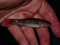 Cutlip Minnow