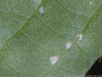 false oleander scale - Pseudaulacaspis cockerelli (Cooley)