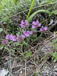 Image of Hungarian thyme