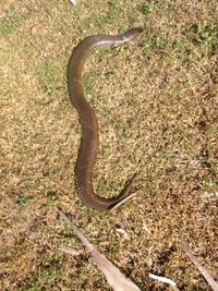 Cobra-d'água (Pseudoeryx plicatilis).