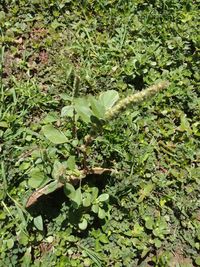 Image of Palmer's amaranth