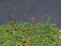 Preserved Sheet Moss (Hypnum curvifolium)