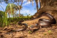 Cobra-preta (Pseudoboa nigra) · BioDiversity4All