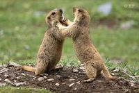 The Legendary Gold-Digging Himalayan Marmot