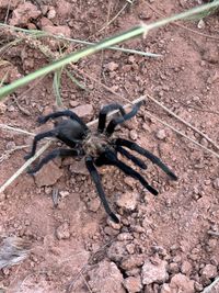 Aphonopelma armada Chamberlin 1940