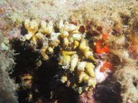 gbif image for Madracis asperula