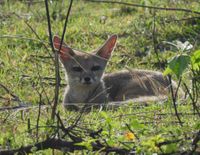 Bengal Fox: Vanishing Jewel of the Grassland