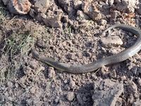 Cobra-d'água (Pseudoeryx plicatilis).