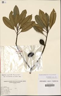 Pycnandra acuminata (Pierre ex Baill.) Swenson & Munzinger
