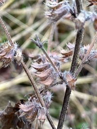 Image of lemon balm