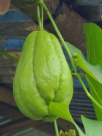 Image of chayote