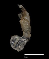 gbif image for Pylopagurus rosaceus