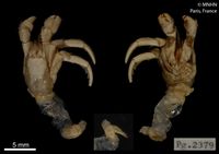 gbif image for Paguristes calliopsis