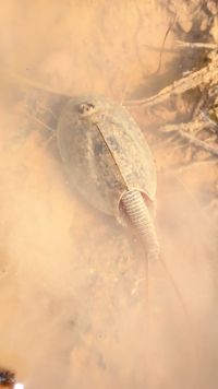 Triops cancriformis face dorsale, Triops cancriformis (Bosc…