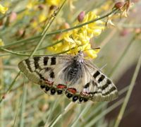 Parnassius charltonius Gray, 1853