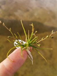 Subularia aquatica L.