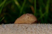 Caruana's slug (Deroceras caruanae / invadens: Agriolimacidae), with their  dart-sacs inflated, in circling courtship UK Stock Photo - Alamy