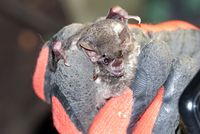 Silky short-tailed bat (Carollia brevicauda) – Works – ROM Online