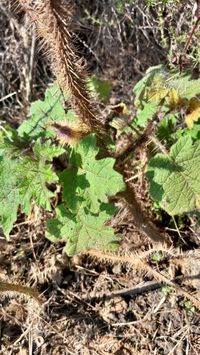 Sarzedo Ecologia: Juá (Solanum aculeatissimum)