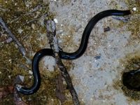 Cobra-cega (Typhlops reticulatus).